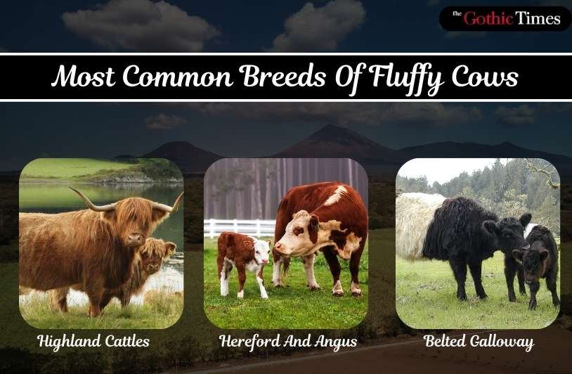 Most Common Breeds Of Fluffy Cows 