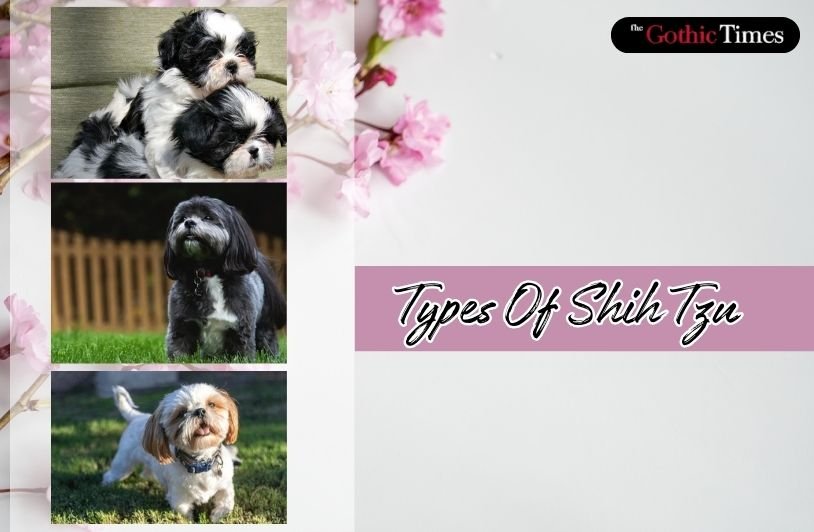 Types Of Shih Tzu